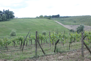 Tuscany Countryside